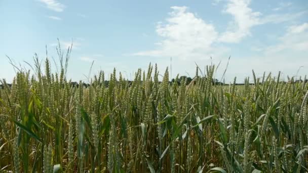 Fields of wheat corn at the countryside — Stock Video