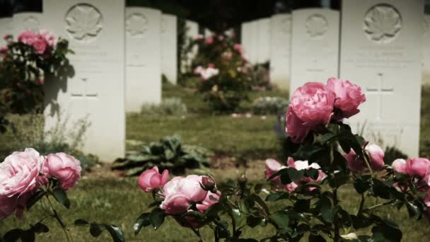 Pink roses at a canadian memorial cemetery — Stock Video