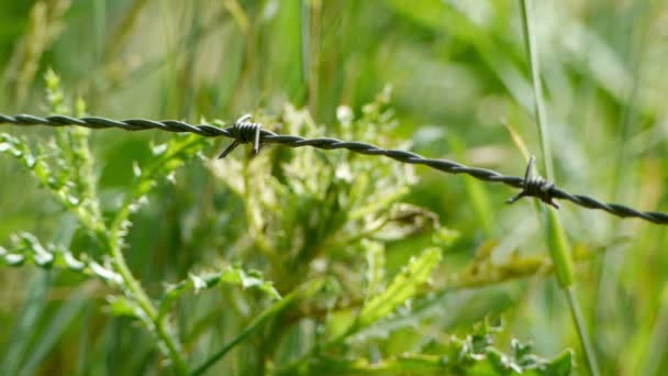 Prikkeldraad op het platteland — Stockvideo