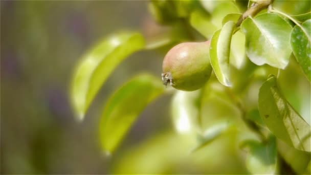 在植物园的梨树 — 图库视频影像