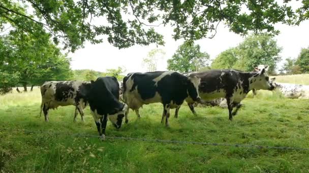 Коровы в сельской местности Нормандии — стоковое видео