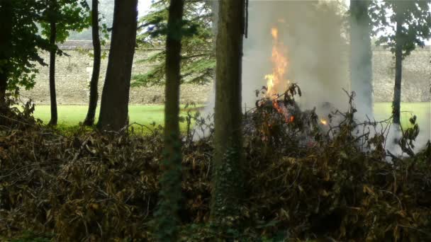Vlammen tussen de bomen — Stockvideo