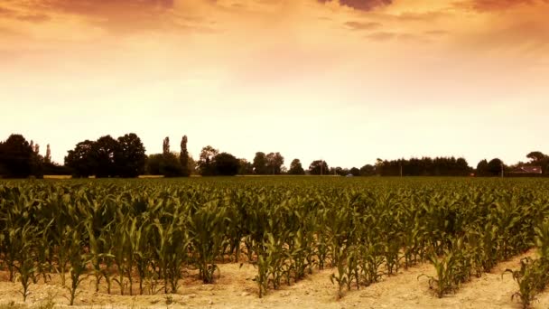 Поле кукурузы в деревне — стоковое видео