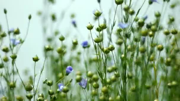 Plantas roxas no campo de campo — Vídeo de Stock