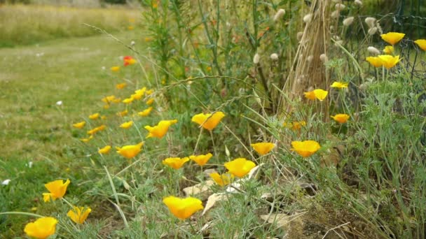 Papaver in de tuinen van Canon kasteel — Stockvideo