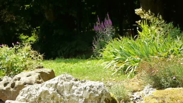 Jardín botánico en el Castillo de Acquigny, Francia — Vídeo de stock