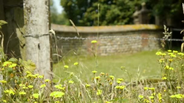 Oude stenen muur op het platteland — Stockvideo