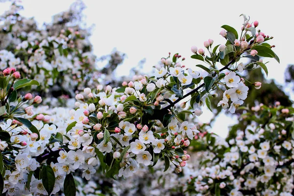 Blommande crabapple träd — Stockfoto