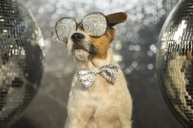 köpek disko hayvan eğlence