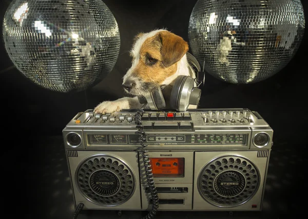 Собачья дискотека — стоковое фото