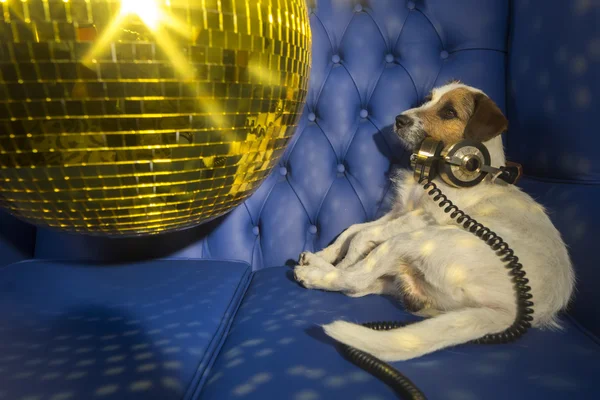 Hund disco animaliskt kul — Stockfoto