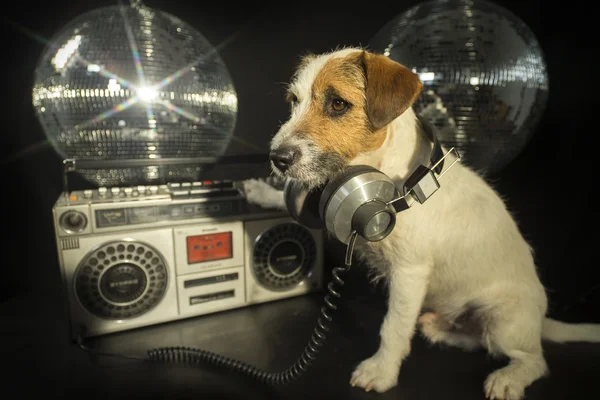 Cane discoteca animale divertimento — Foto Stock