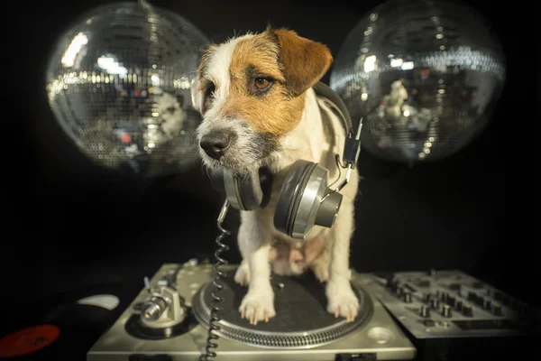 Cane discoteca animale divertimento — Foto Stock