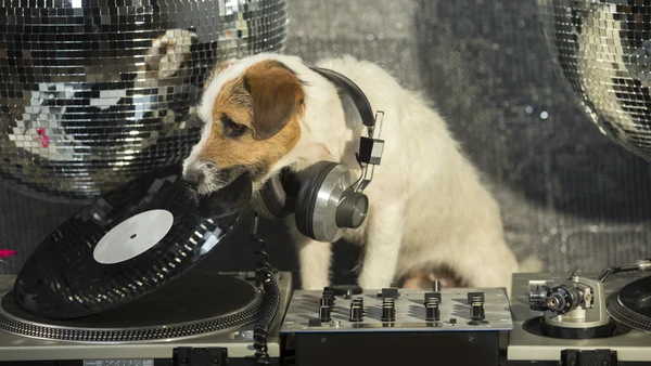 Cane discoteca animale divertimento — Foto Stock