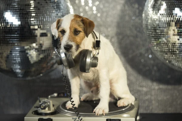 Cane discoteca animale divertimento — Foto Stock