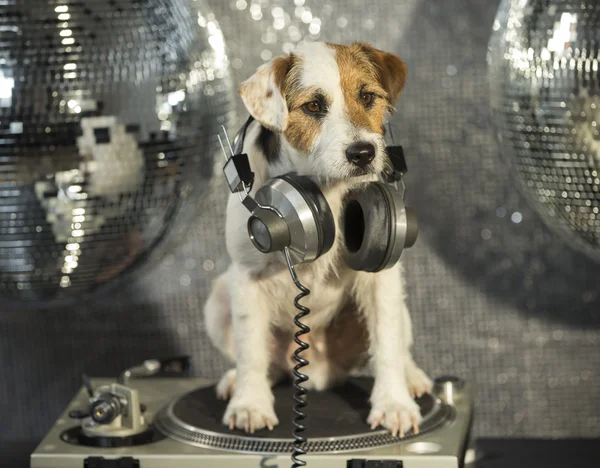 Cane discoteca animale divertimento — Foto Stock