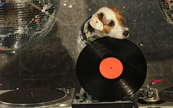 Cão disco animal diversão — Fotografia de Stock