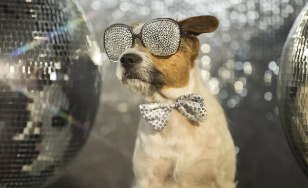 Cane discoteca animale divertimento — Foto Stock