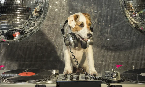 Perro disco animal diversión — Foto de Stock