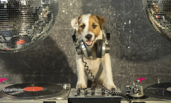 Kutya disco állat fun — Stock Fotó