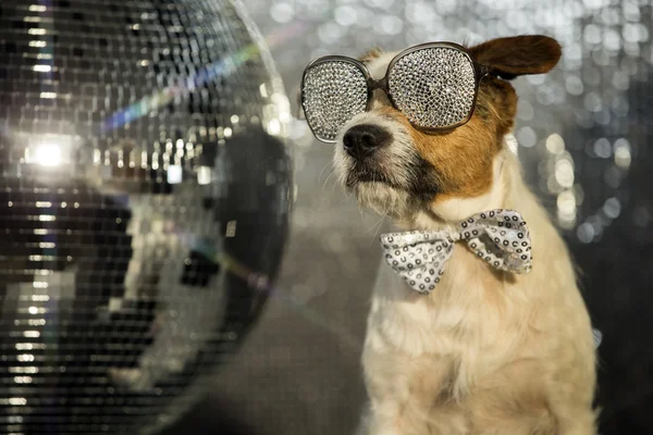 Câine disco distracție animală — Fotografie, imagine de stoc