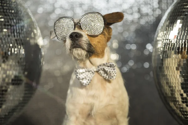 Собака диско тварина весело — стокове фото