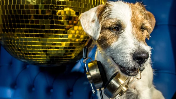 Disco dierlijke hondpret — Stockfoto