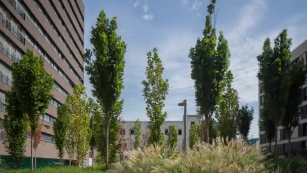 Time-lapse footage of trees in El Poblenou, Barcelona, Spain — Stock Video