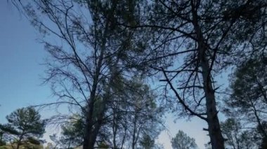 Ağaçların dönen videosu ve alçak açı görünümü