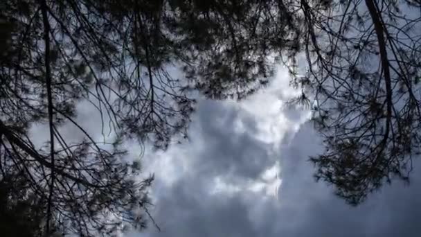 Ağaçların ve gökyüzünün düşük açılı görüntüsünden gün batımı — Stok video