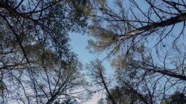 Ağaçların dönen videosu ve alçak açı görünümü