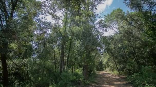 Timelapse video di alberi e pista rurale, Garrotxa, Girona, Spagna — Video Stock