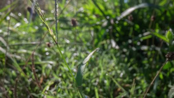 Extreme close-up van gras in het veld — Stockvideo