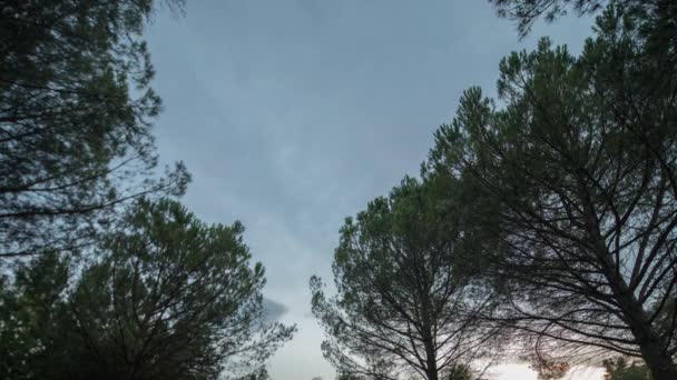 Ηλιοβασίλεμα των δέντρων και του ουρανού από άποψη χαμηλής γωνίας — Αρχείο Βίντεο