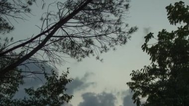 Ağaçların ve gökyüzünün düşük açılı görüntüsünden gün batımı