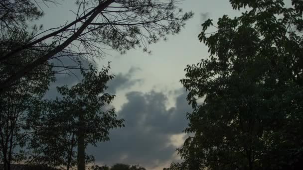Solnedgång av träd och himmel från låg vinkel vy — Stockvideo