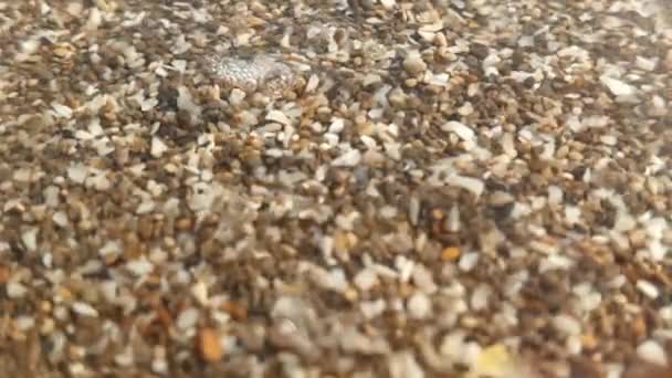 Slow motion beelden van schelpen die in zee bewegen — Stockvideo