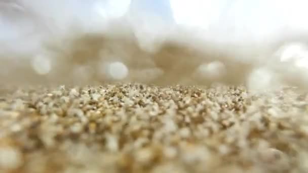Filmagem de conchas se movendo no mar — Vídeo de Stock