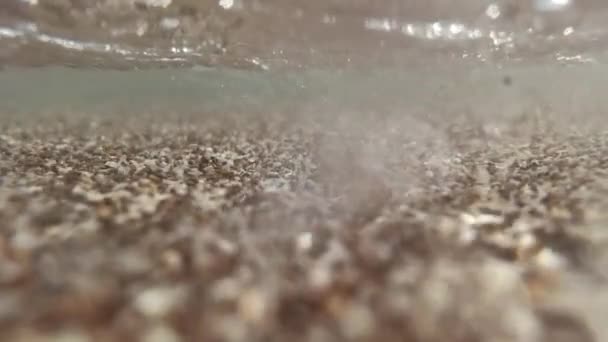 Denizde hareket eden kabukların yavaş çekim görüntüleri — Stok video