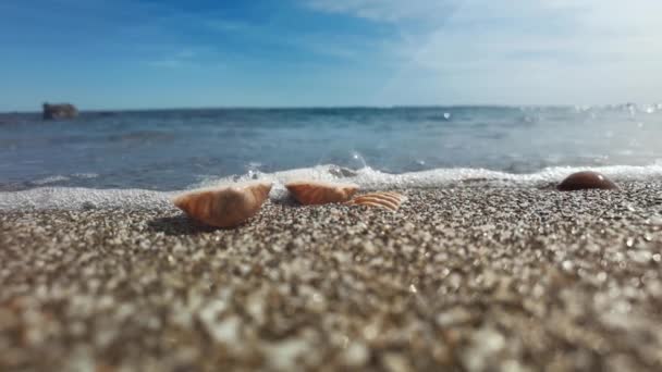 Lassú felvétel a kagylóra és kavicsra fröccsenő tengerről — Stock videók