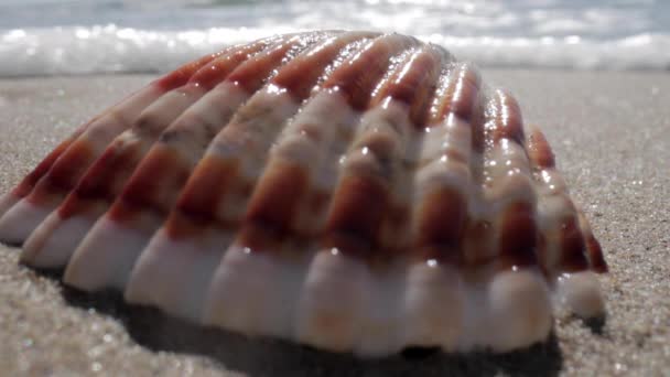 Närbild bilder av havet skal på stranden — Stockvideo