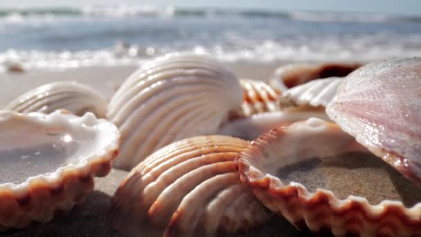 Riprese ravvicinate della conchiglia sulla spiaggia — Video Stock