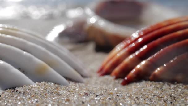 近景镜头：海滩上的海贝壳 — 图库视频影像
