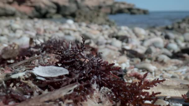 Makró felvételek nedves kavicsokról a tengerparton — Stock videók