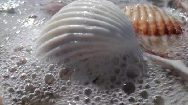 Крупним планом кадри морської мушлі на пляжі — стокове відео