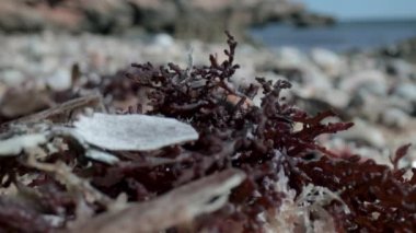 Deniz kıyısındaki ıslak çakıl taşlarının makro görüntüleri