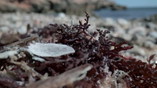 海滨湿卵石的宏观画面 — 图库视频影像