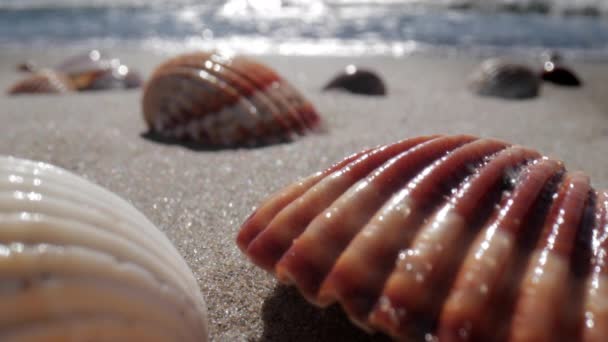 Zbliżenie nagrania muszli morskiej na plaży — Wideo stockowe