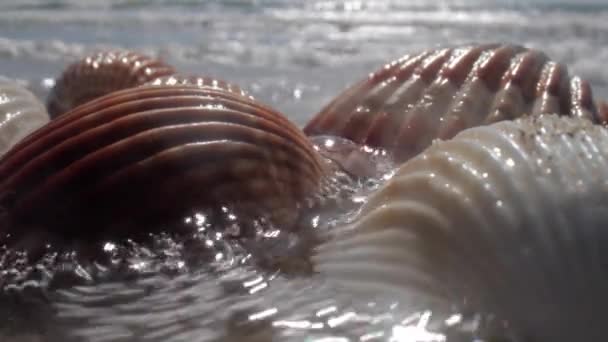 Close up imagens de concha do mar na praia — Vídeo de Stock