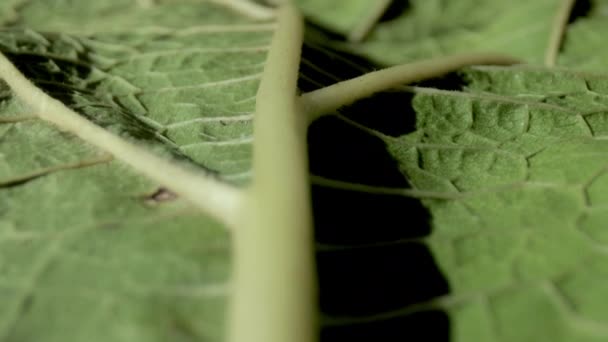 Macro-opnames van groen blad — Stockvideo